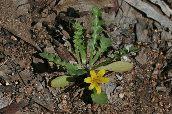 Hyoseris scabra, flora di Sardegna